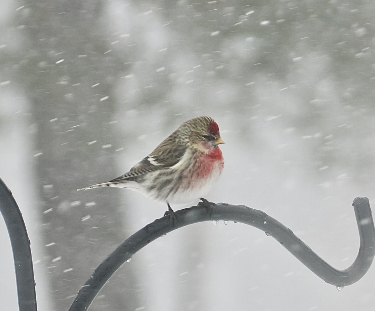 Redpoll - ML631675090