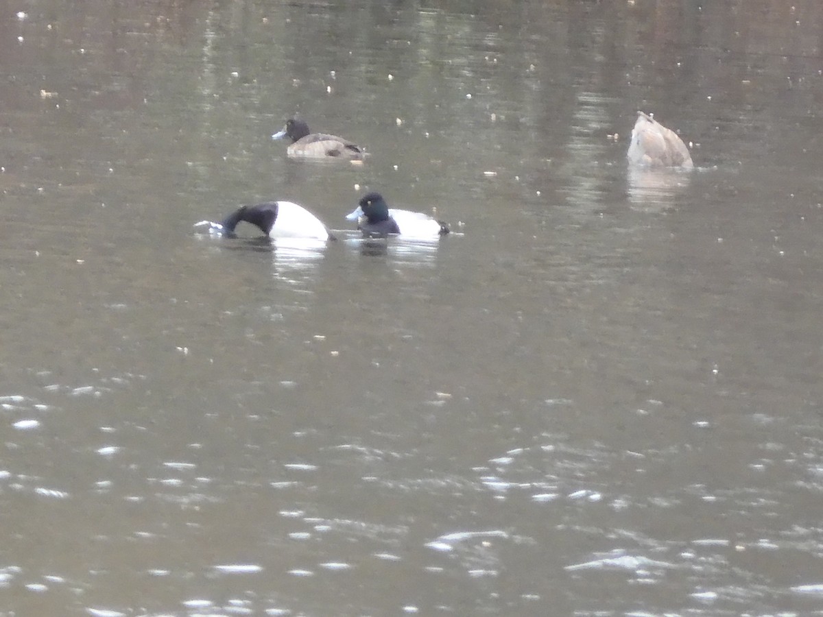 Lesser Scaup - ML631675118