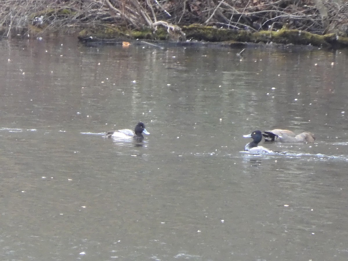 Lesser Scaup - ML631675119