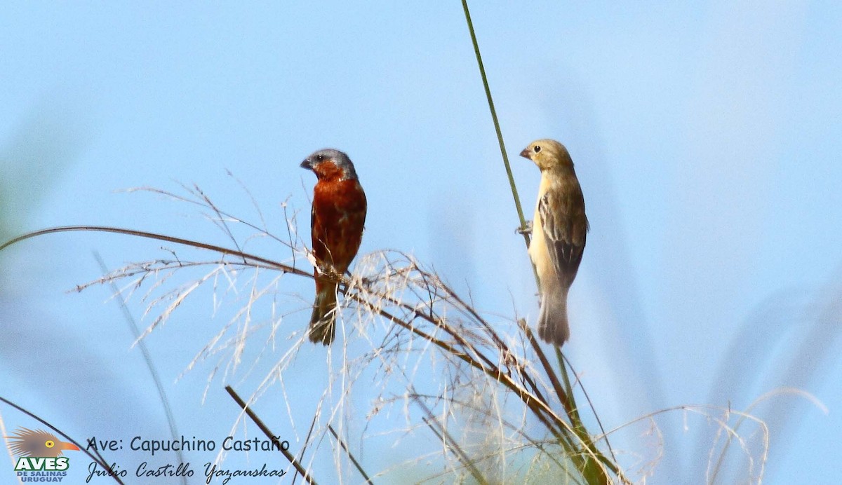Rufous-rumped Seedeater - ML631675120