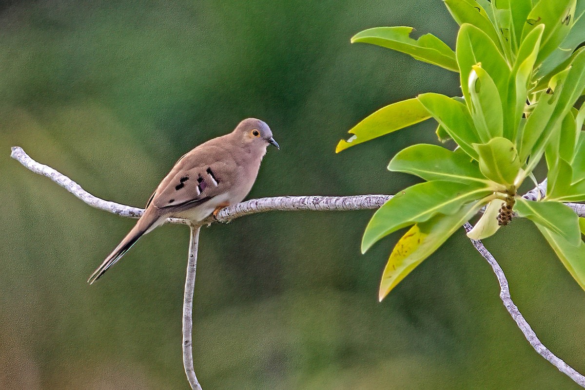 Colombe à longue queue - ML631675126