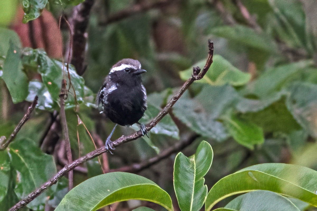 Black-bellied Antwren - ML631675158
