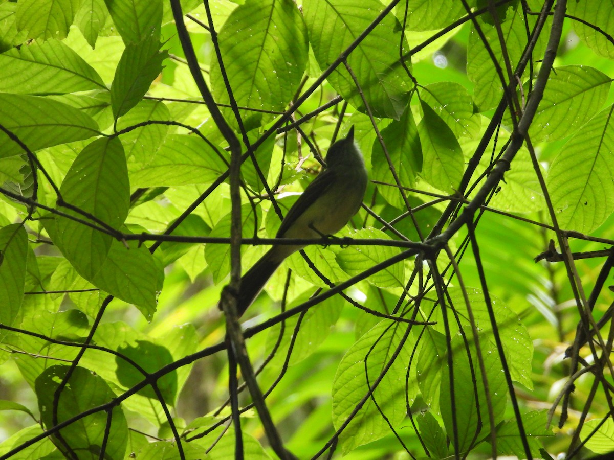 Venezuelan Flycatcher - ML631675502