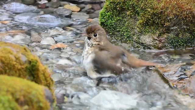 Hermit Thrush - ML631675505