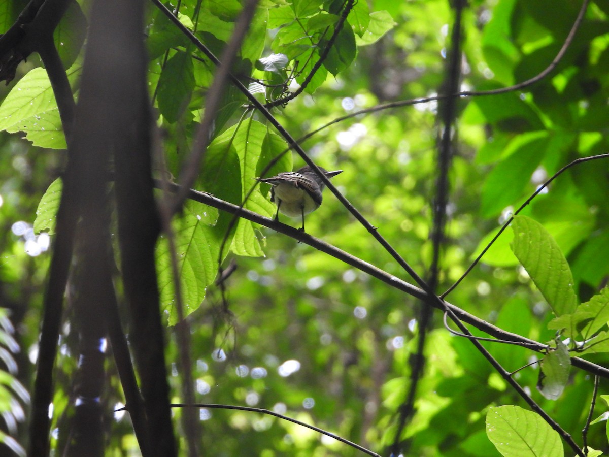 Venezuelan Flycatcher - ML631675513