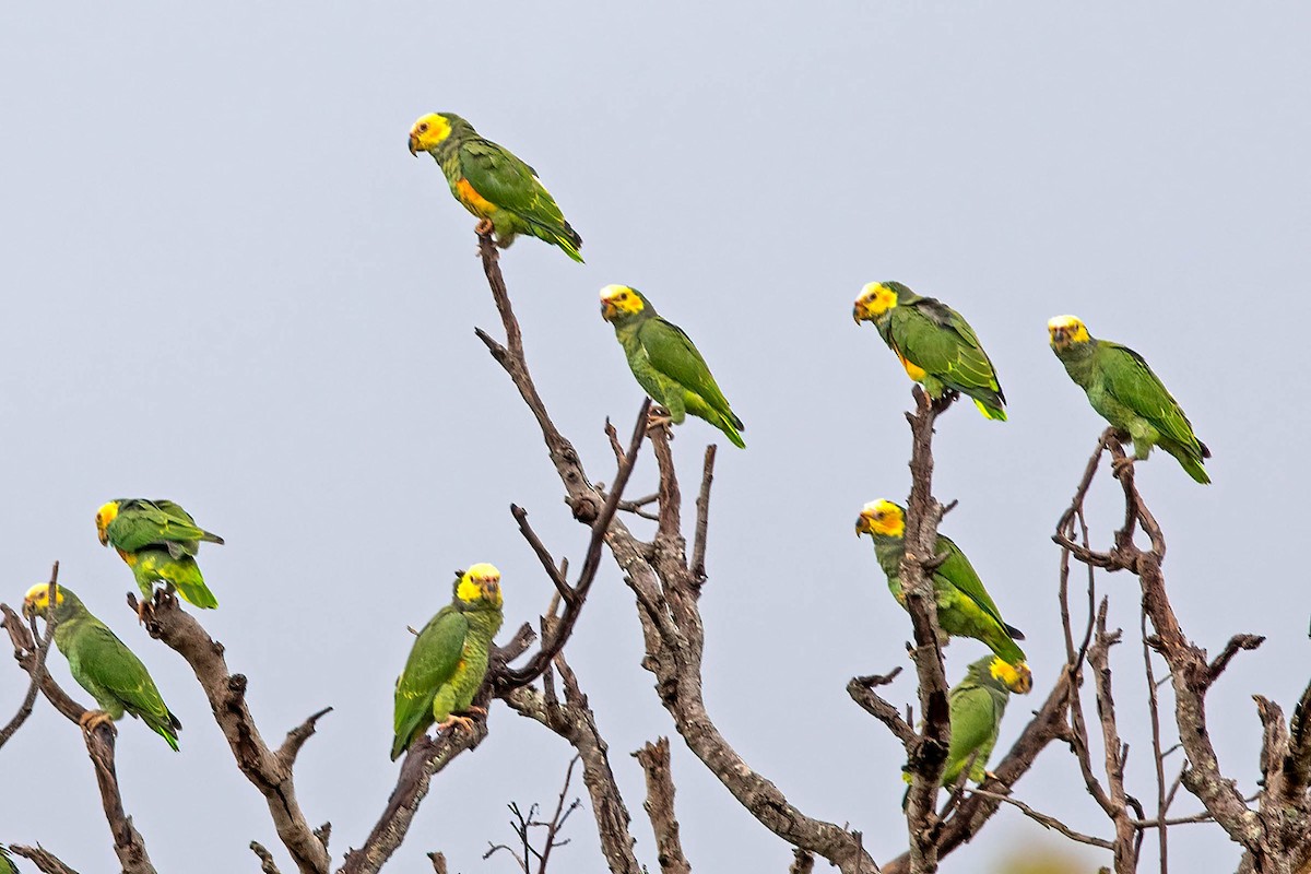 Yellow-faced Parrot - ML631675670