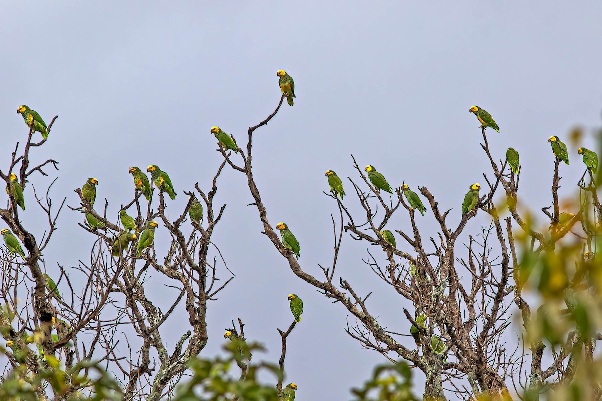 Yellow-faced Parrot - ML631675671