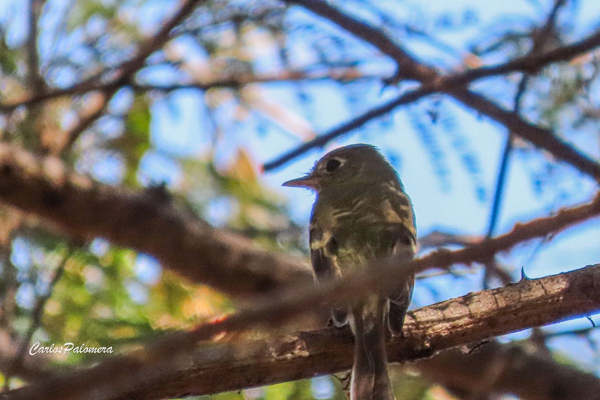 Western Flycatcher - ML631675811