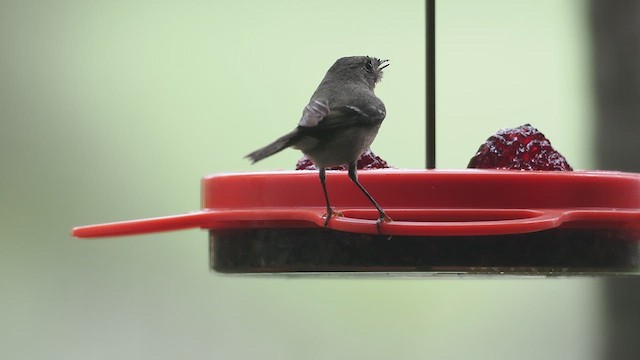 Ruby-crowned Kinglet - ML631676109