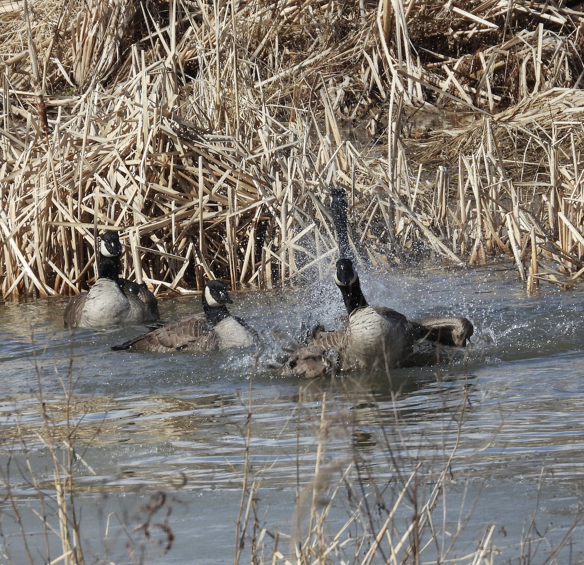Canada Goose - ML631676270