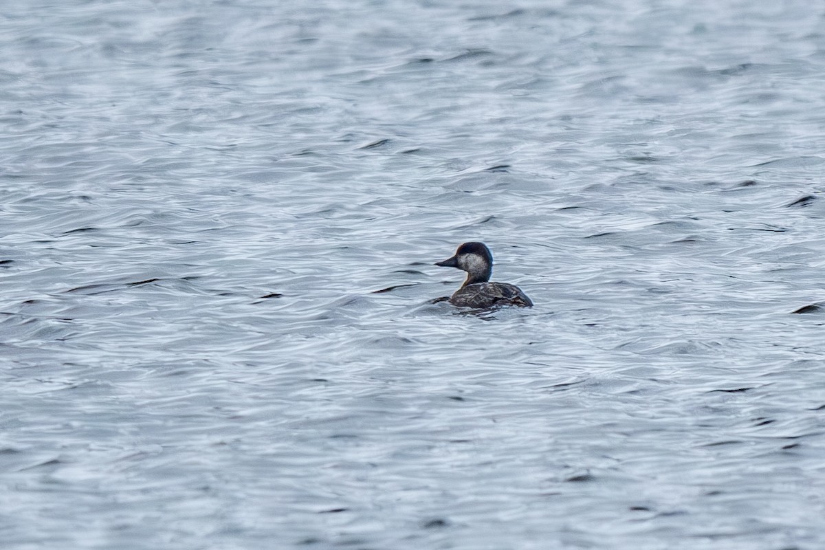 Black Scoter - ML631676279