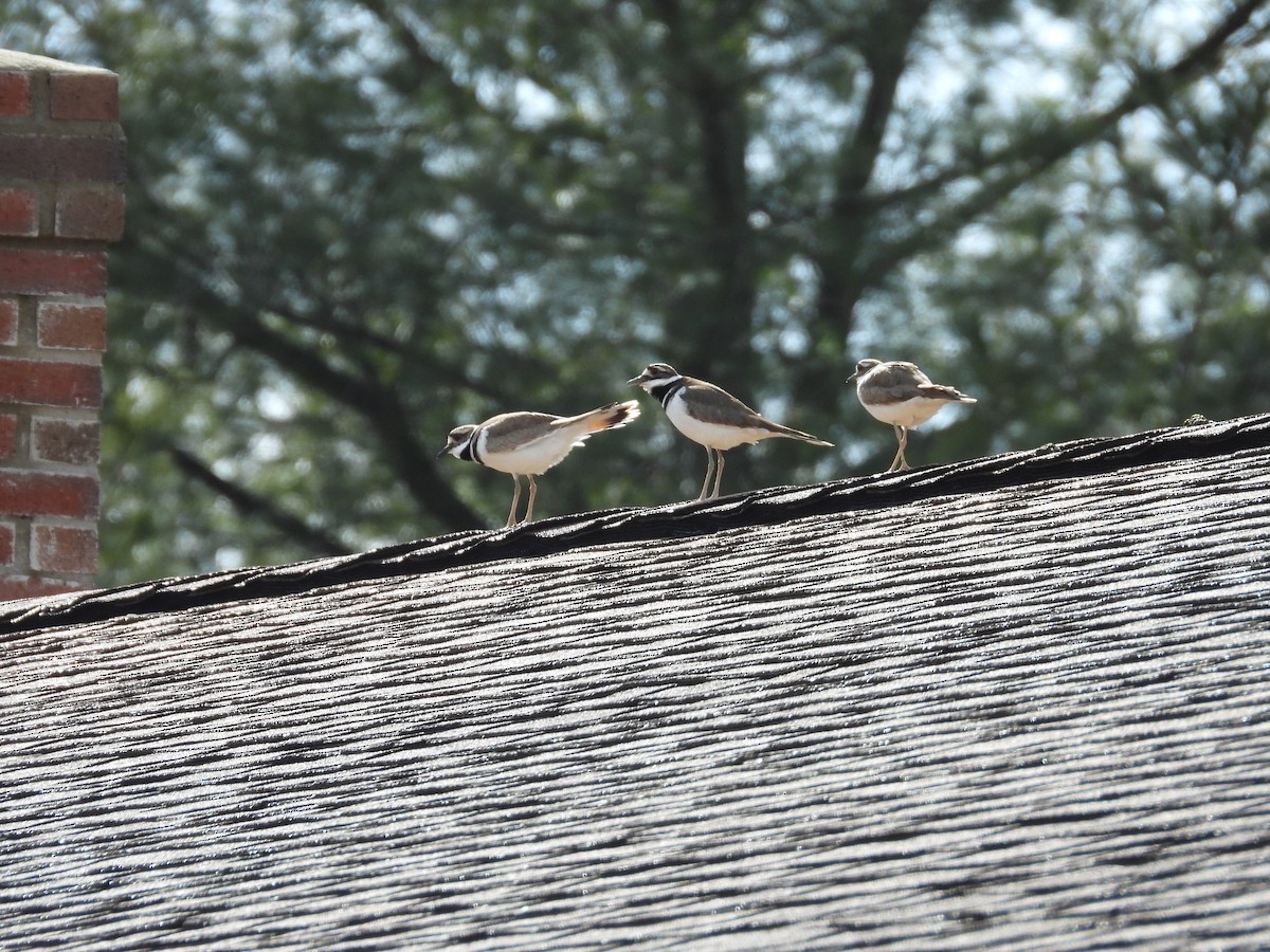 Killdeer - ML631676325