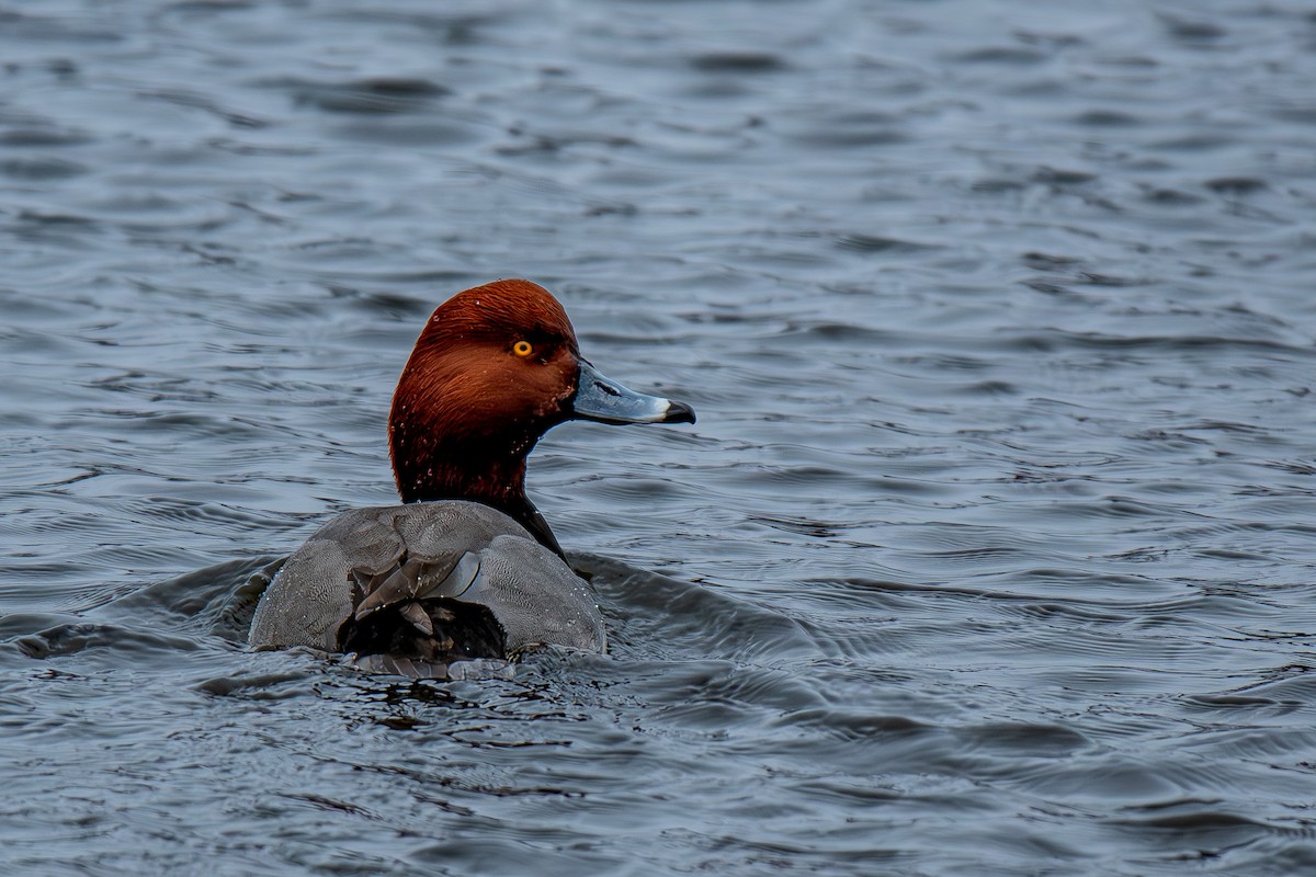 Redhead - ML631676346