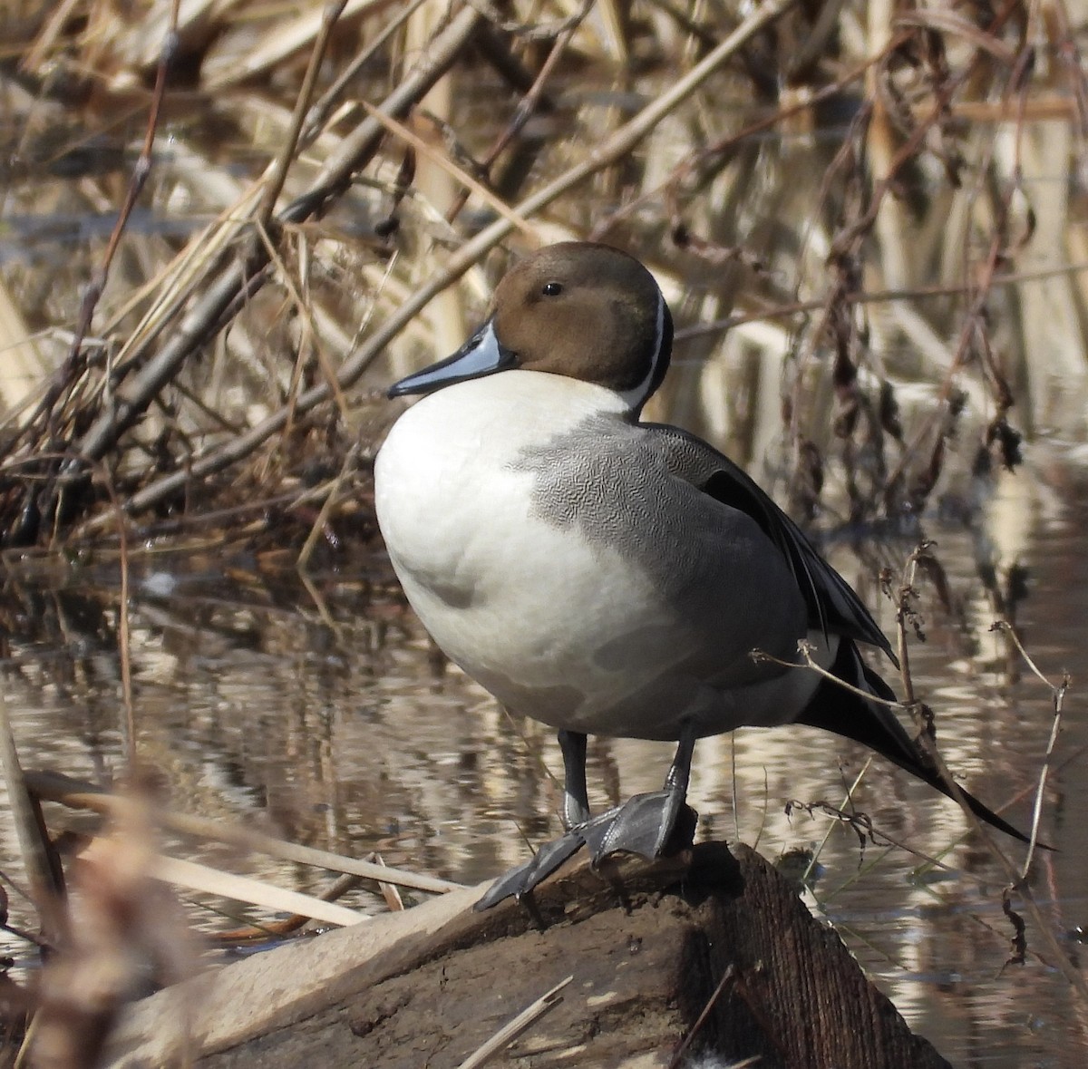 Northern Pintail - ML631676405