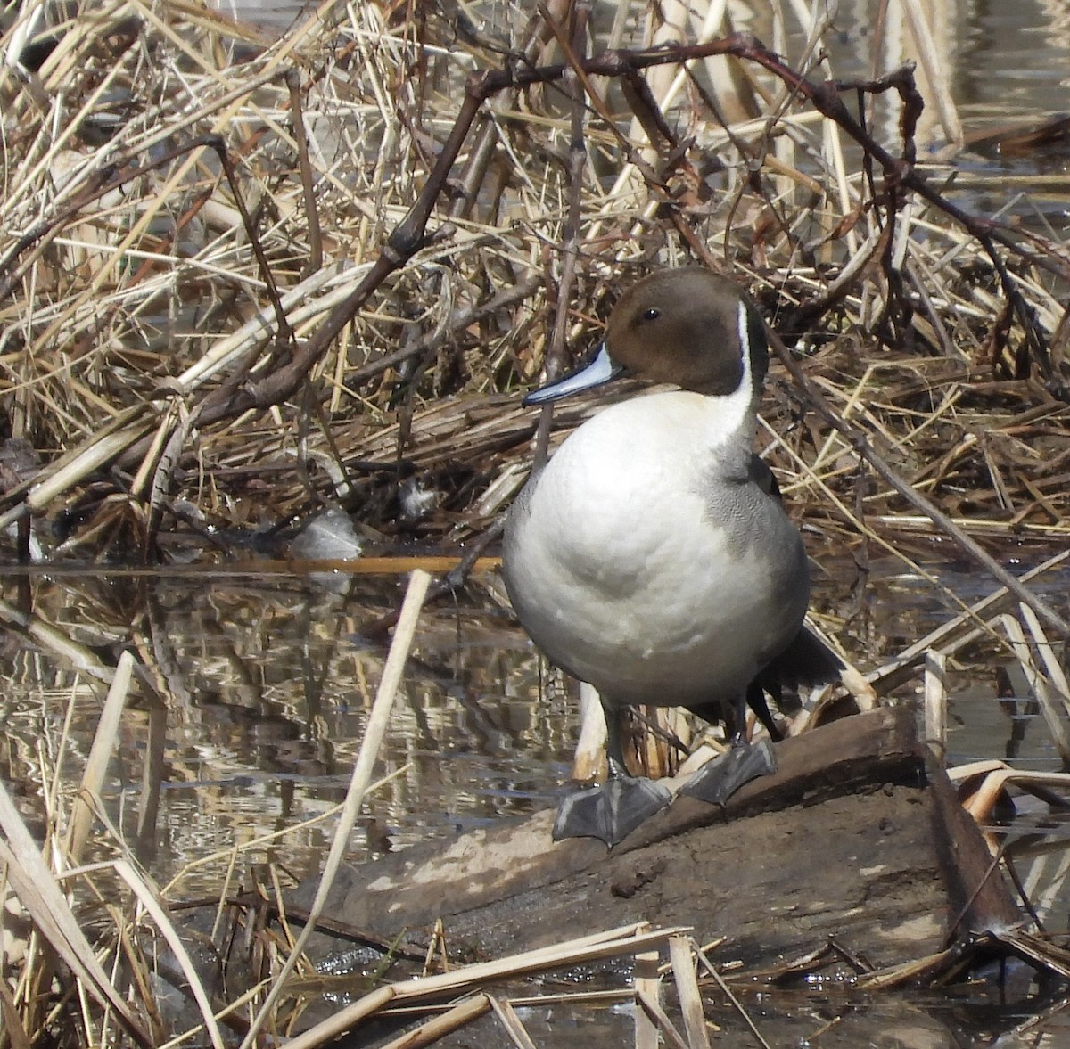 Northern Pintail - ML631676422