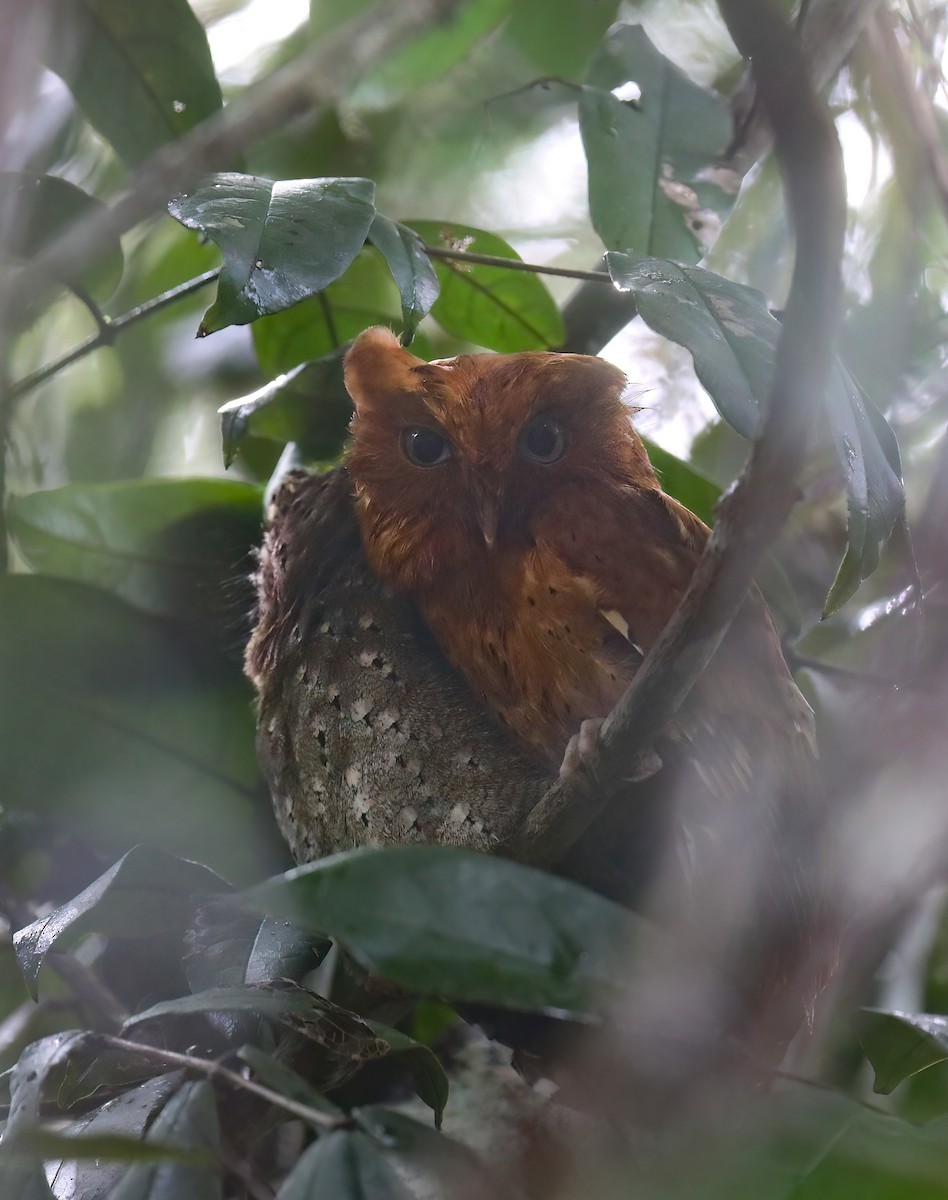 Sokoke Scops-Owl - ML631676730