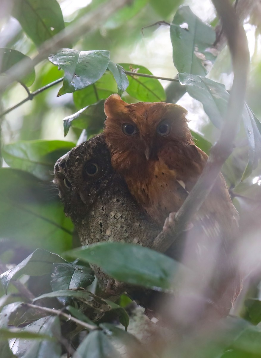Sokoke Scops-Owl - ML631676732