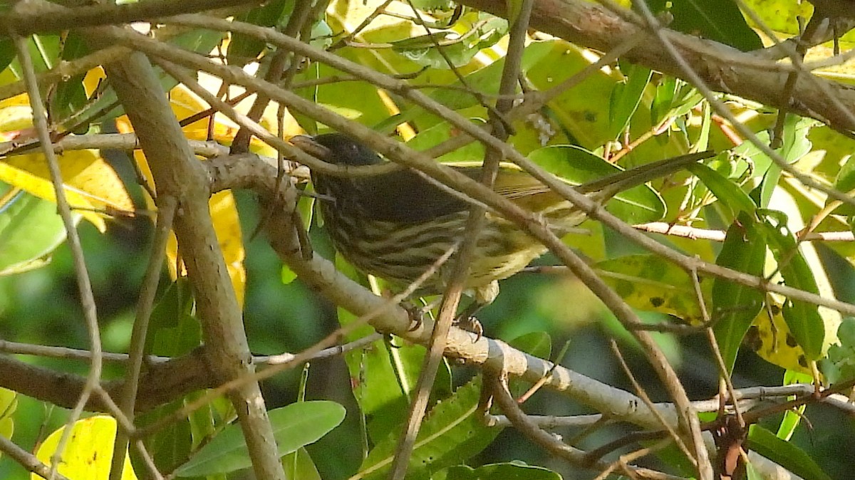 Hispaniolan Woodpecker - ML631676850