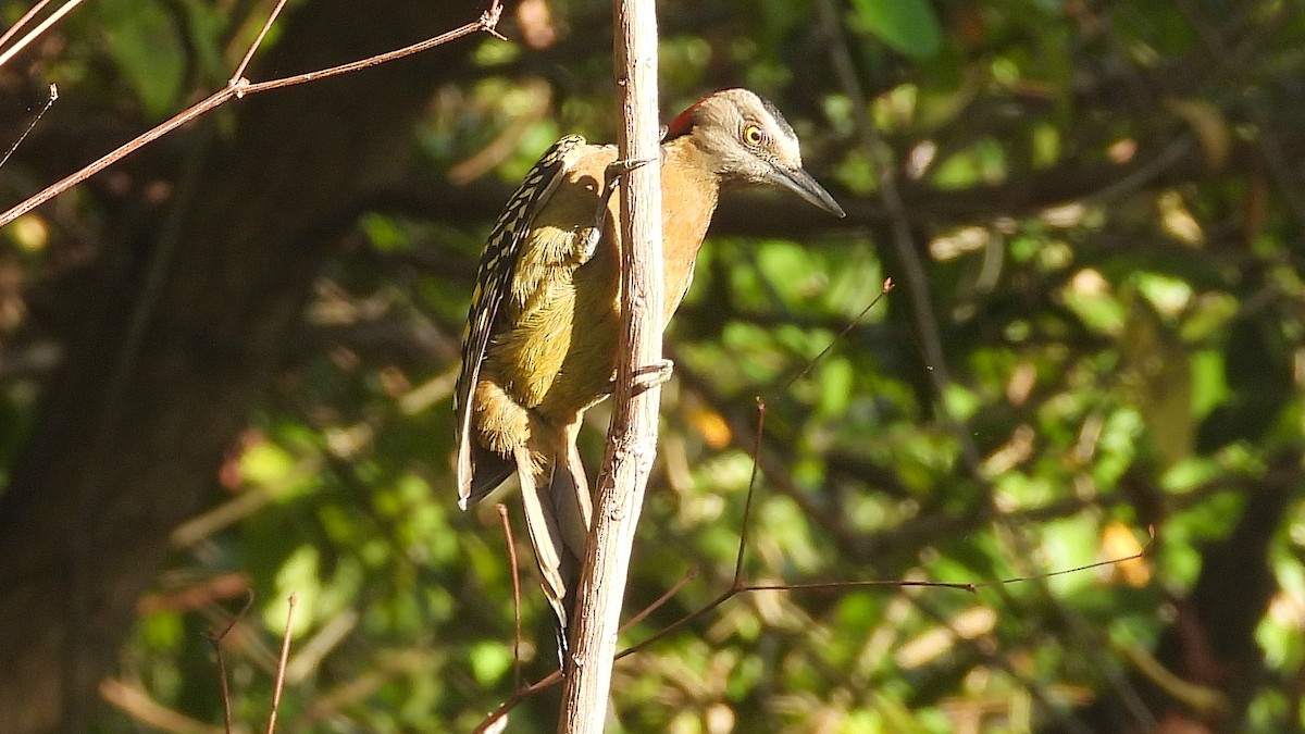 Hispaniolan Woodpecker - ML631676851