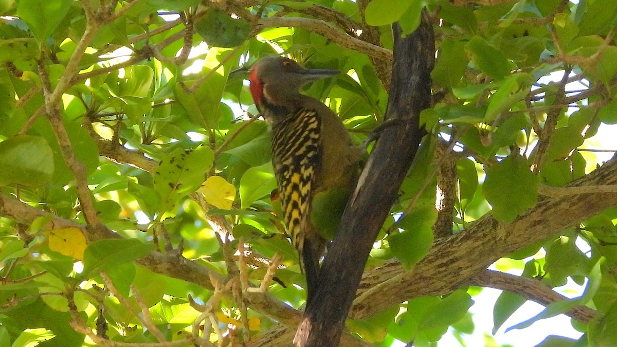 Hispaniolan Woodpecker - ML631676852