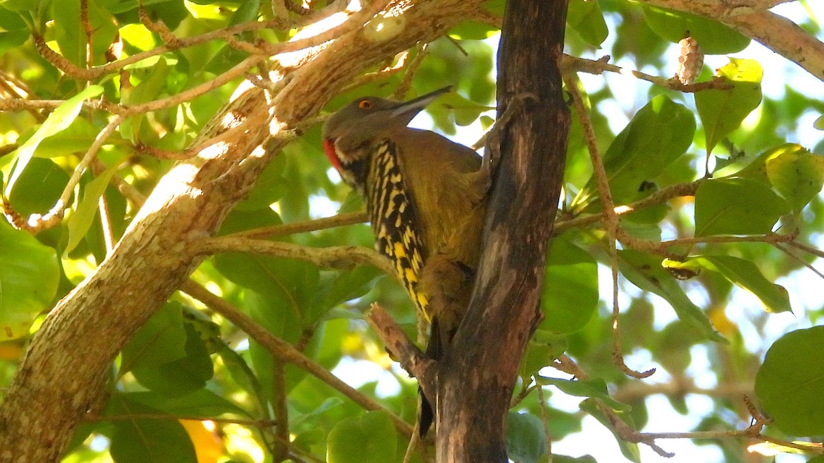 Hispaniolan Woodpecker - ML631676853