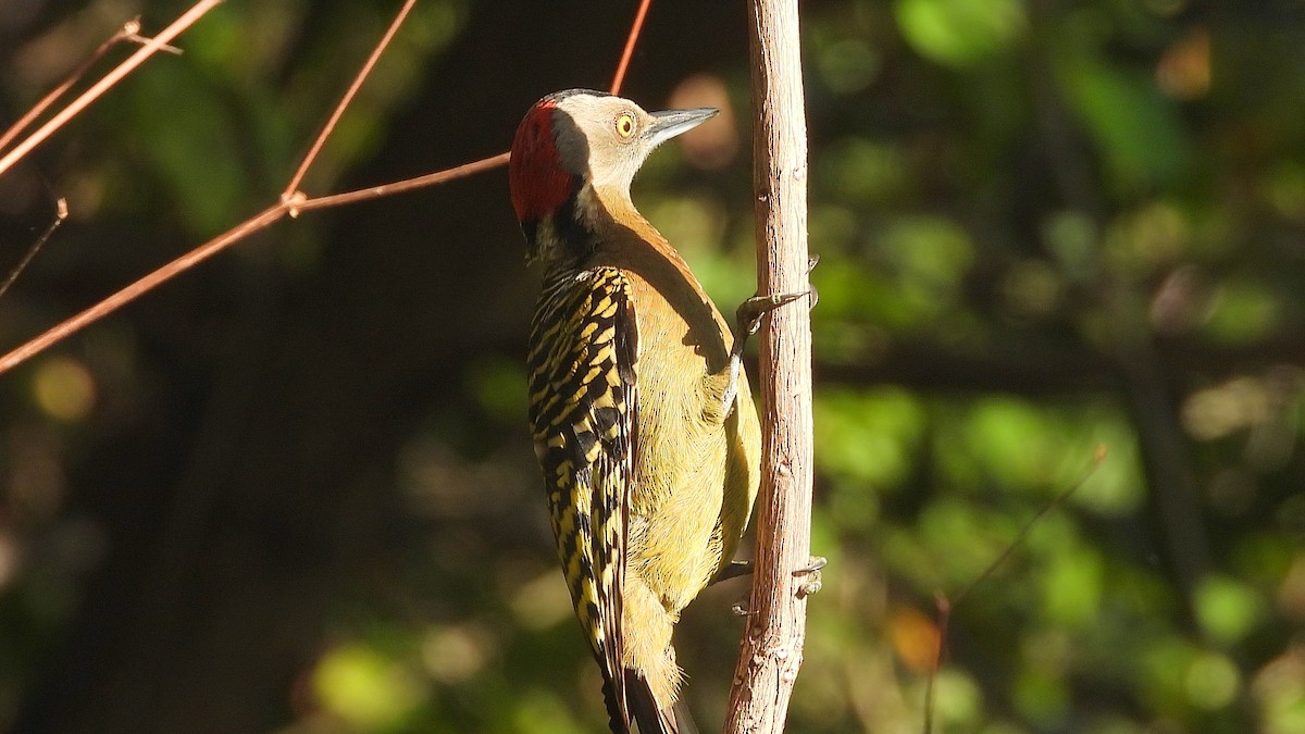 Hispaniolan Woodpecker - ML631676854