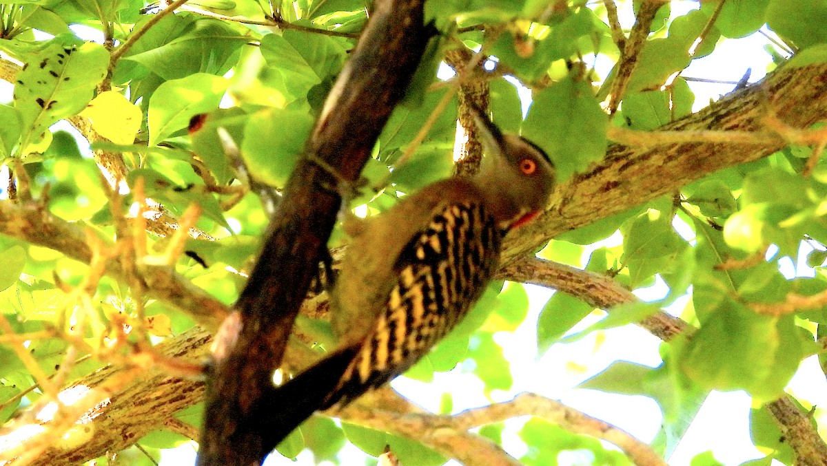 Hispaniolan Woodpecker - ML631676860