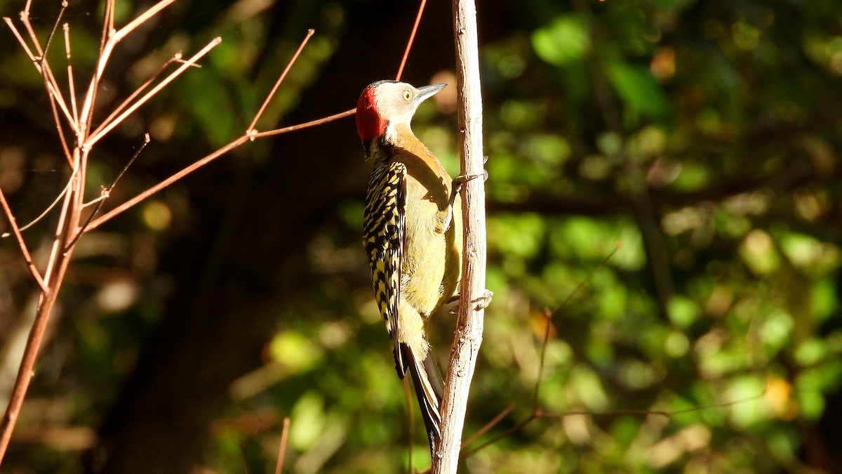 Hispaniolan Woodpecker - ML631676861