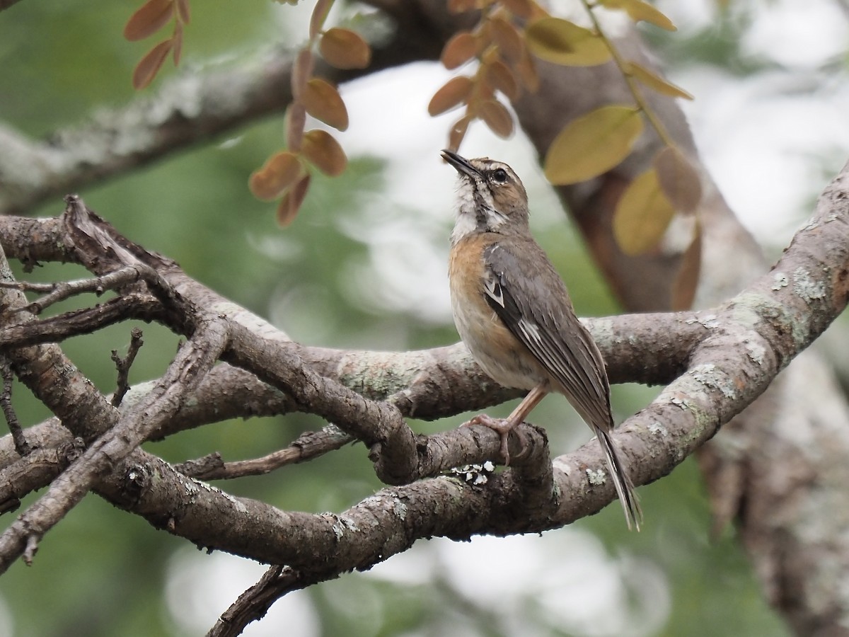 Miombo Scrub-Robin - ML631677118