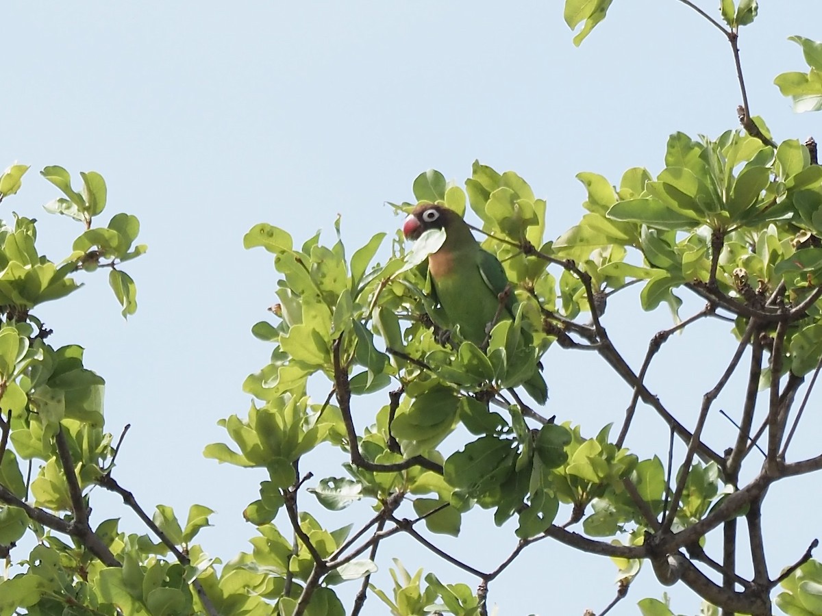 Black-cheeked Lovebird - ML631677195