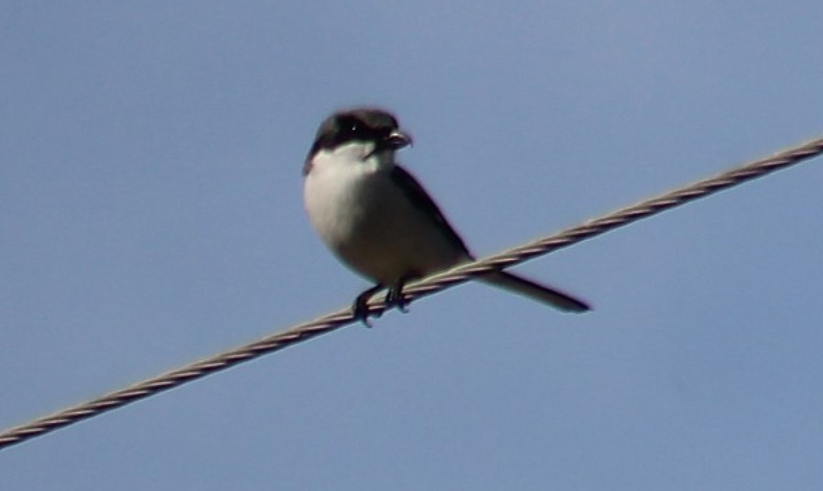 Loggerhead Shrike - ML631677309