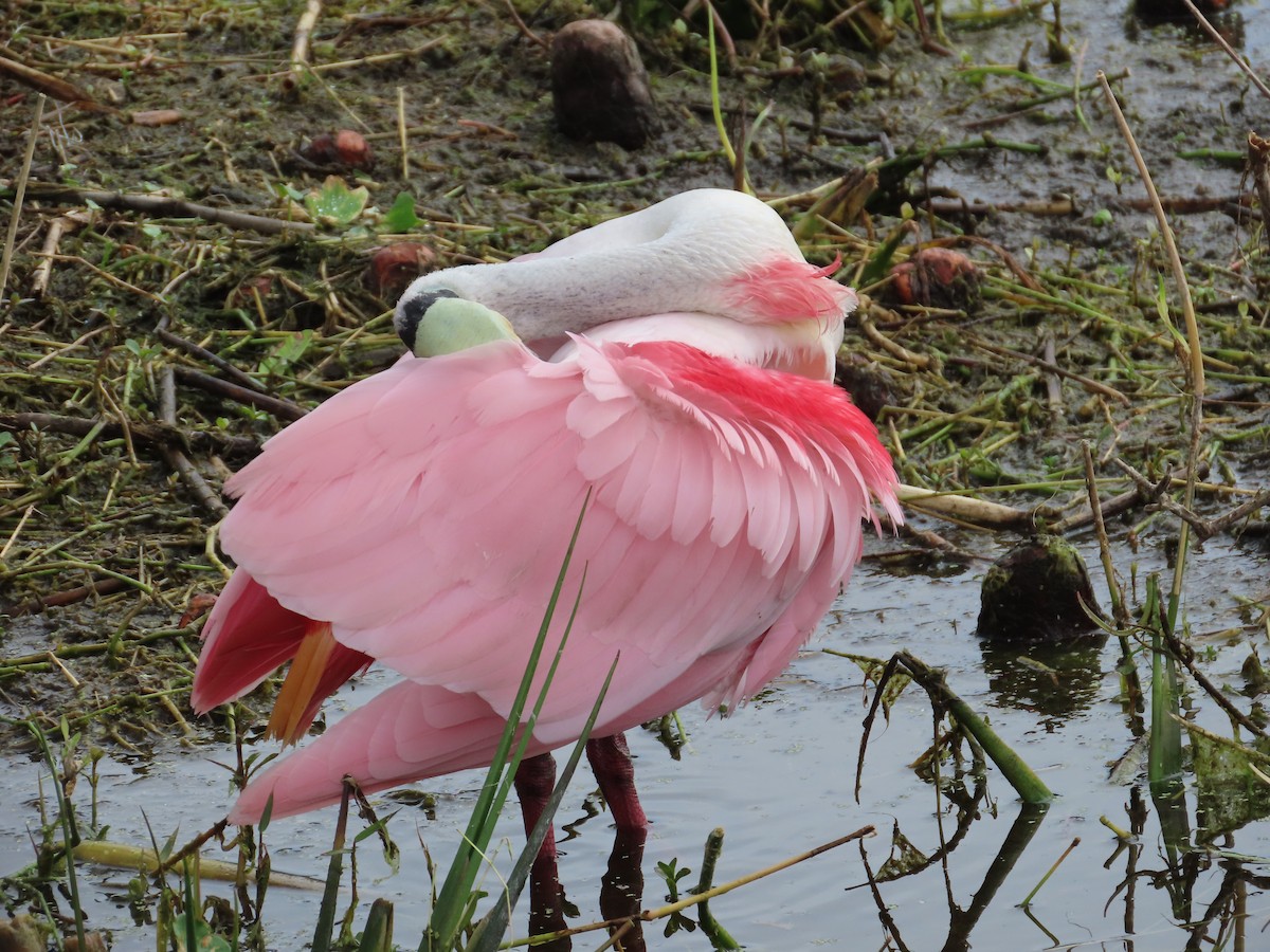 Roseate Spoonbill - ML631677437