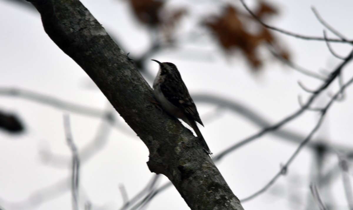 Brown Creeper - ML631677476
