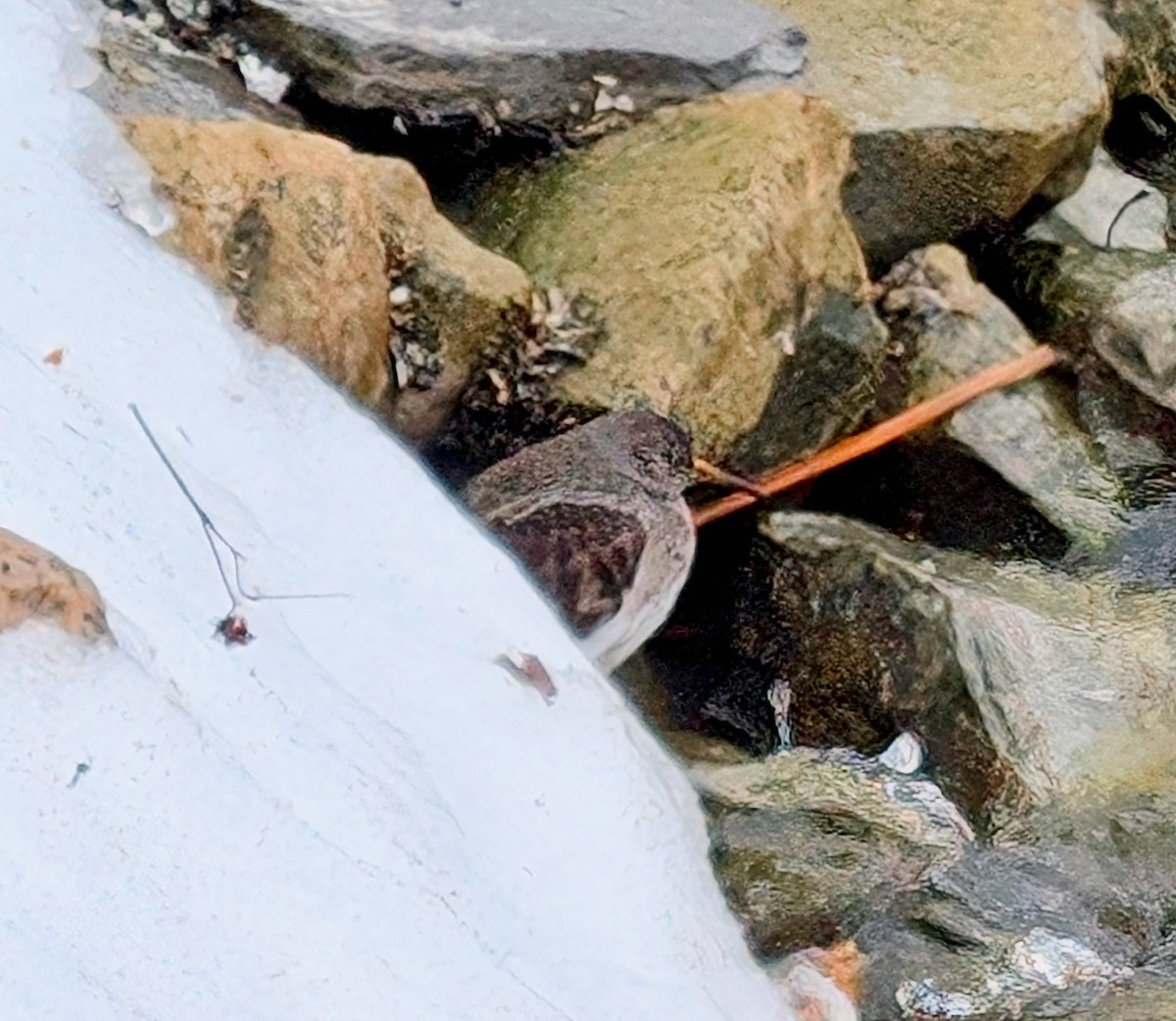 חופית ימית - ML631677599