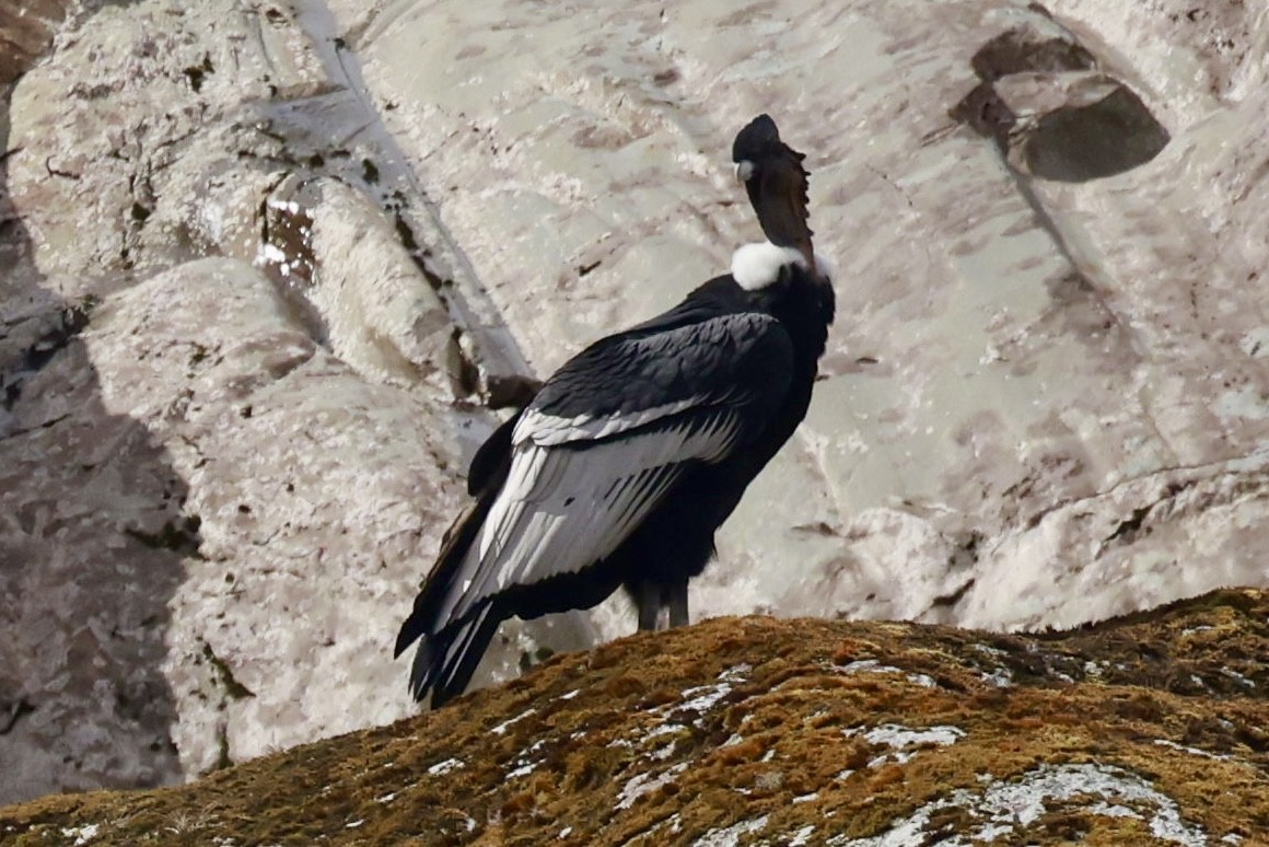 Andenkondor - ML631677612
