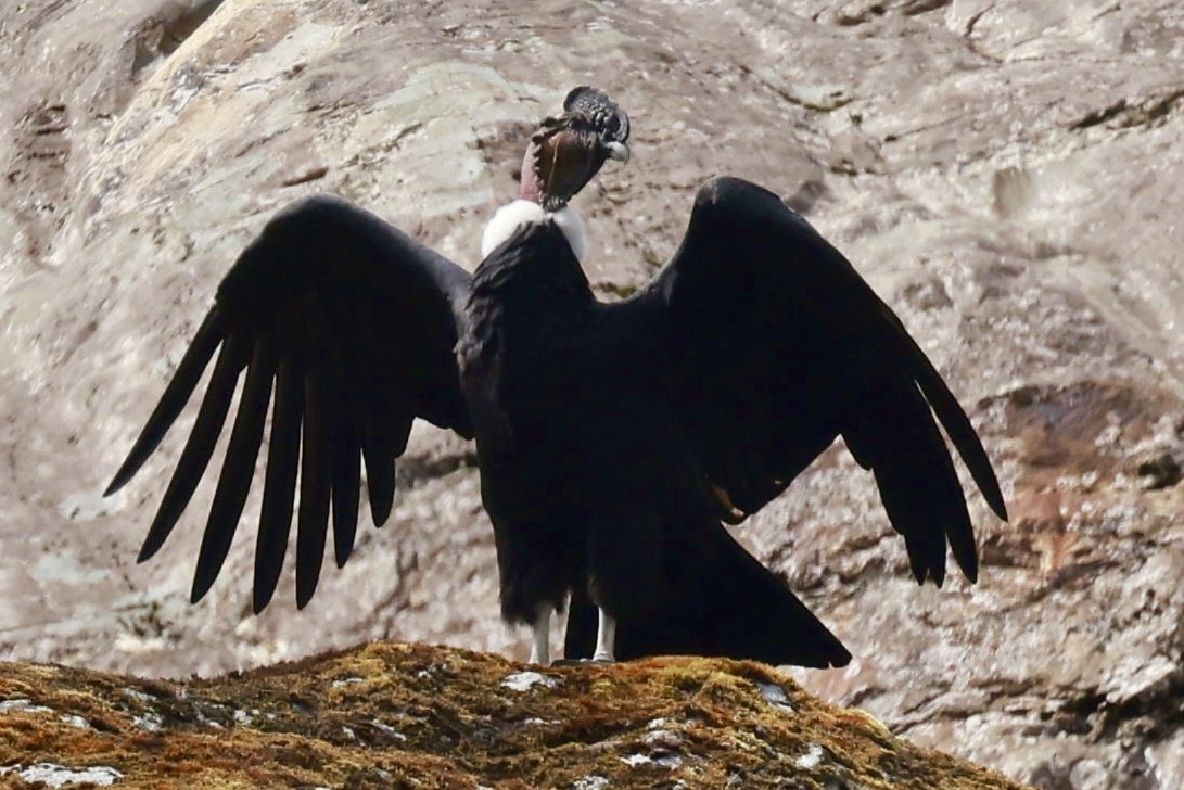Andenkondor - ML631677615