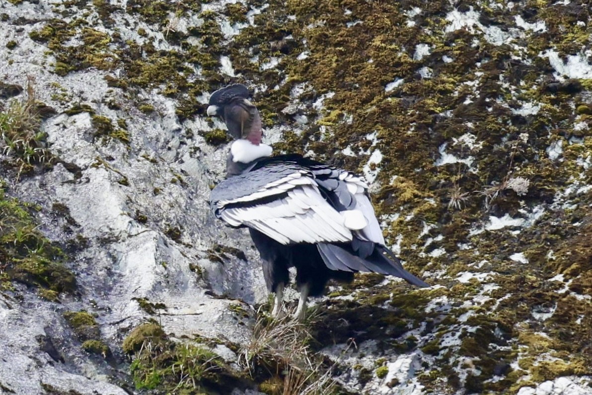 Andenkondor - ML631677618