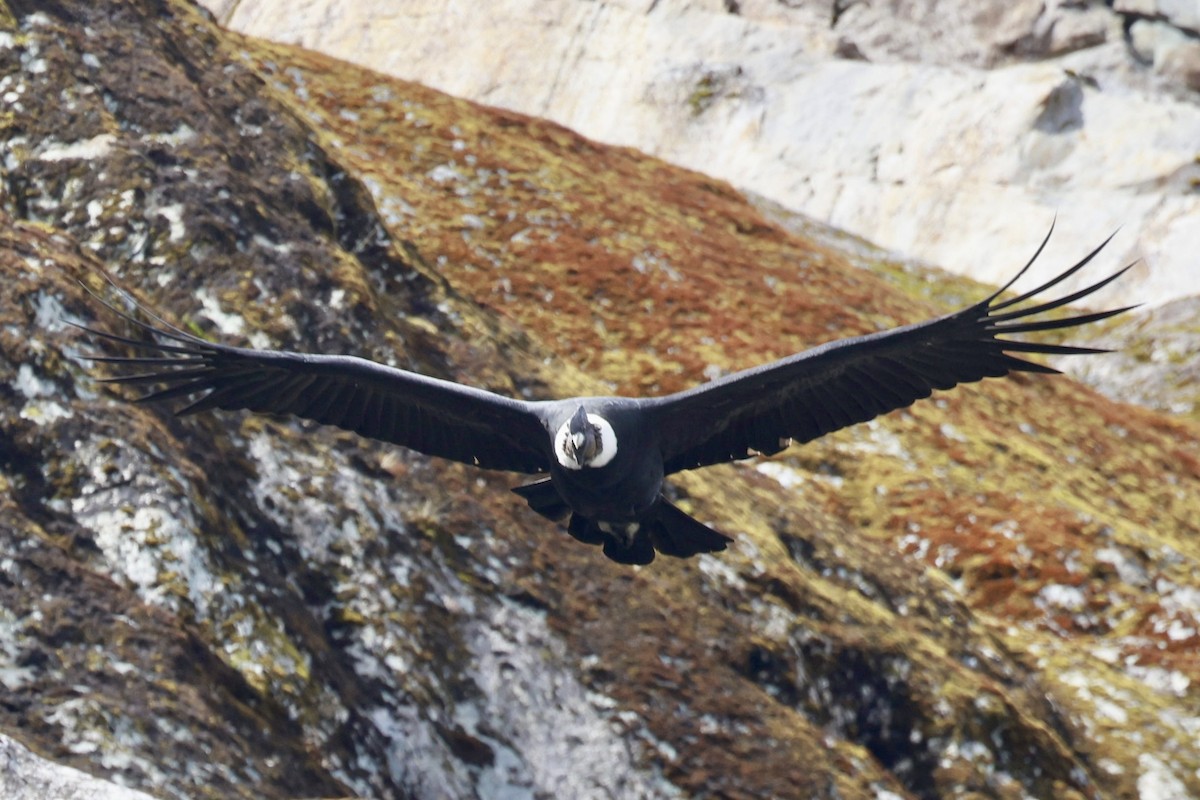Andenkondor - ML631677620