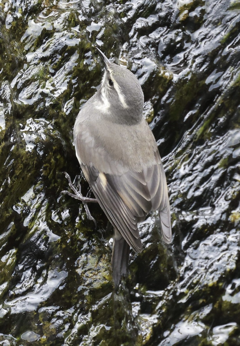 Kurzschnabel-Uferwipper - ML631677637