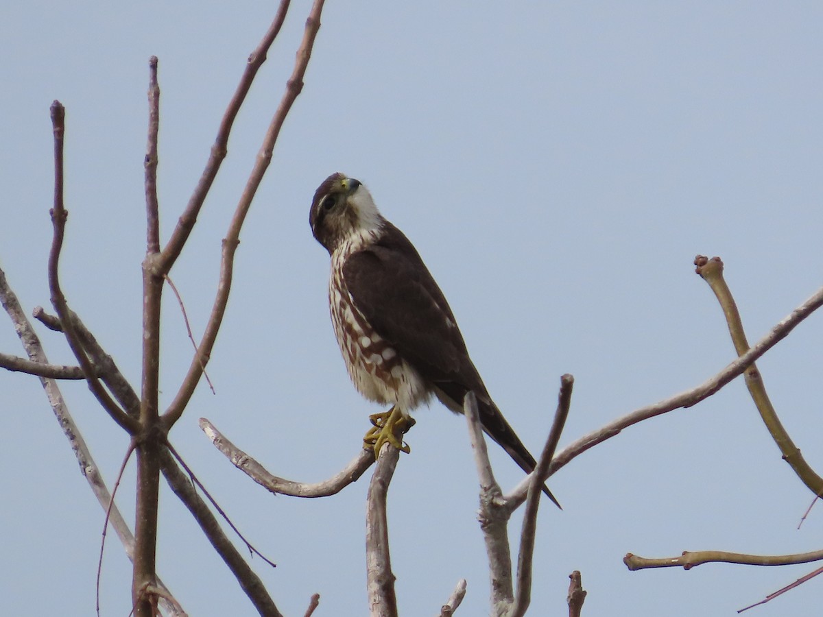 Smeriglio - ML631677692