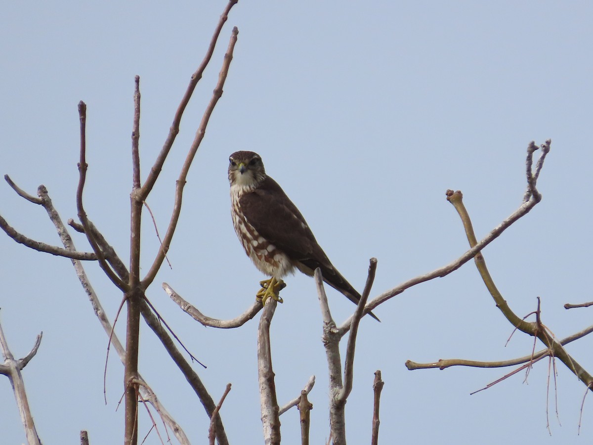 Smeriglio - ML631677693