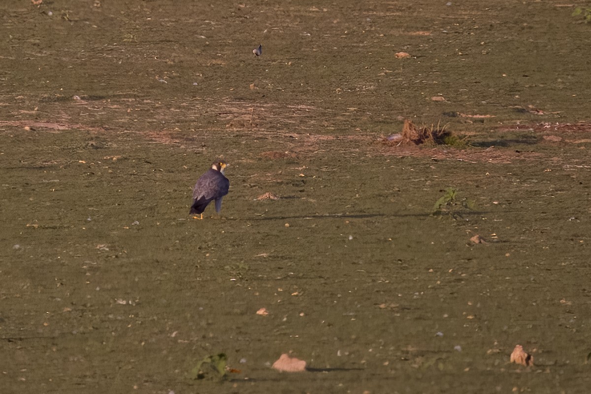 Peregrine Falcon - ML631677722