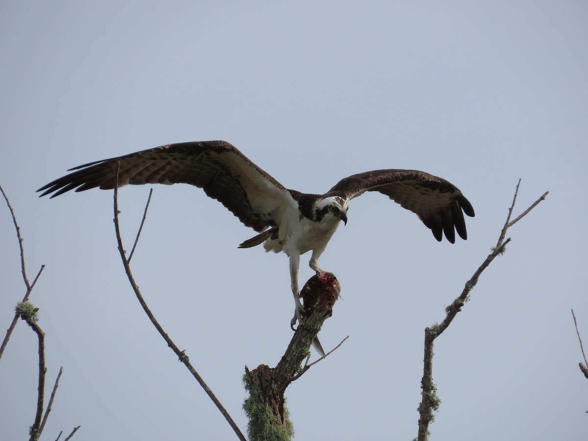 Falco pescatore - ML631677724