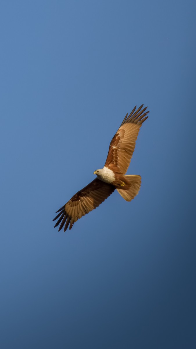 Brahminy Kite - ML631677808
