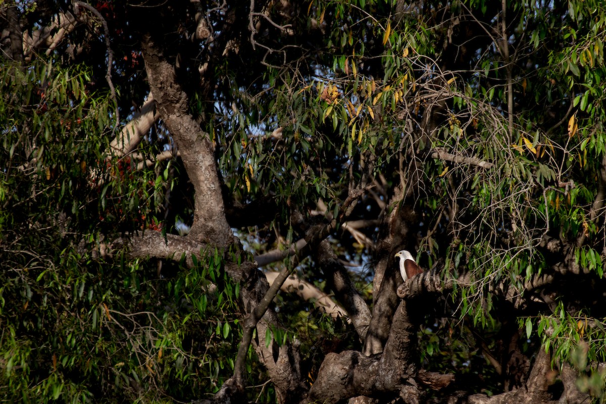Brahminy Kite - ML631677809