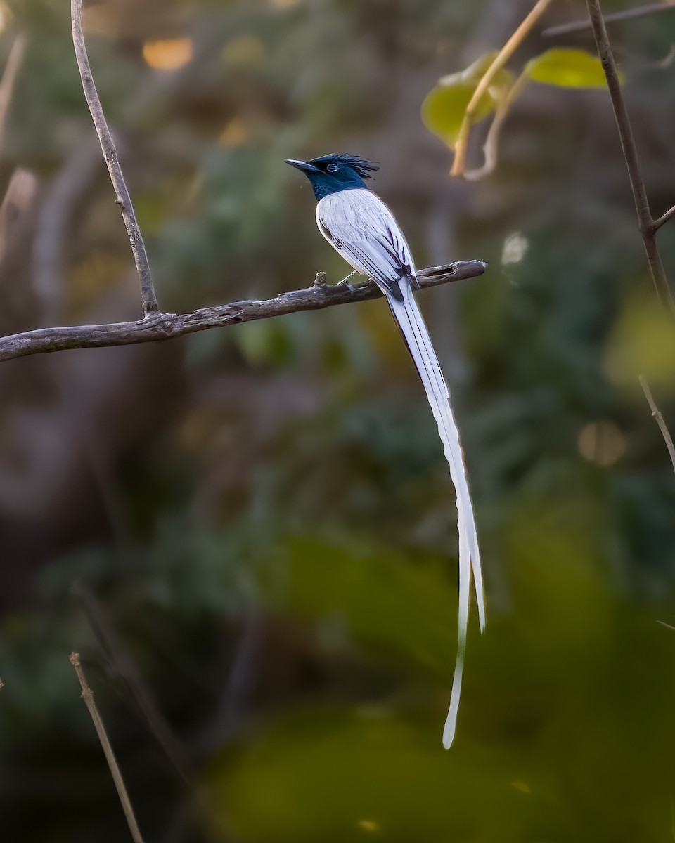 Indian Paradise-Flycatcher - ML631677900
