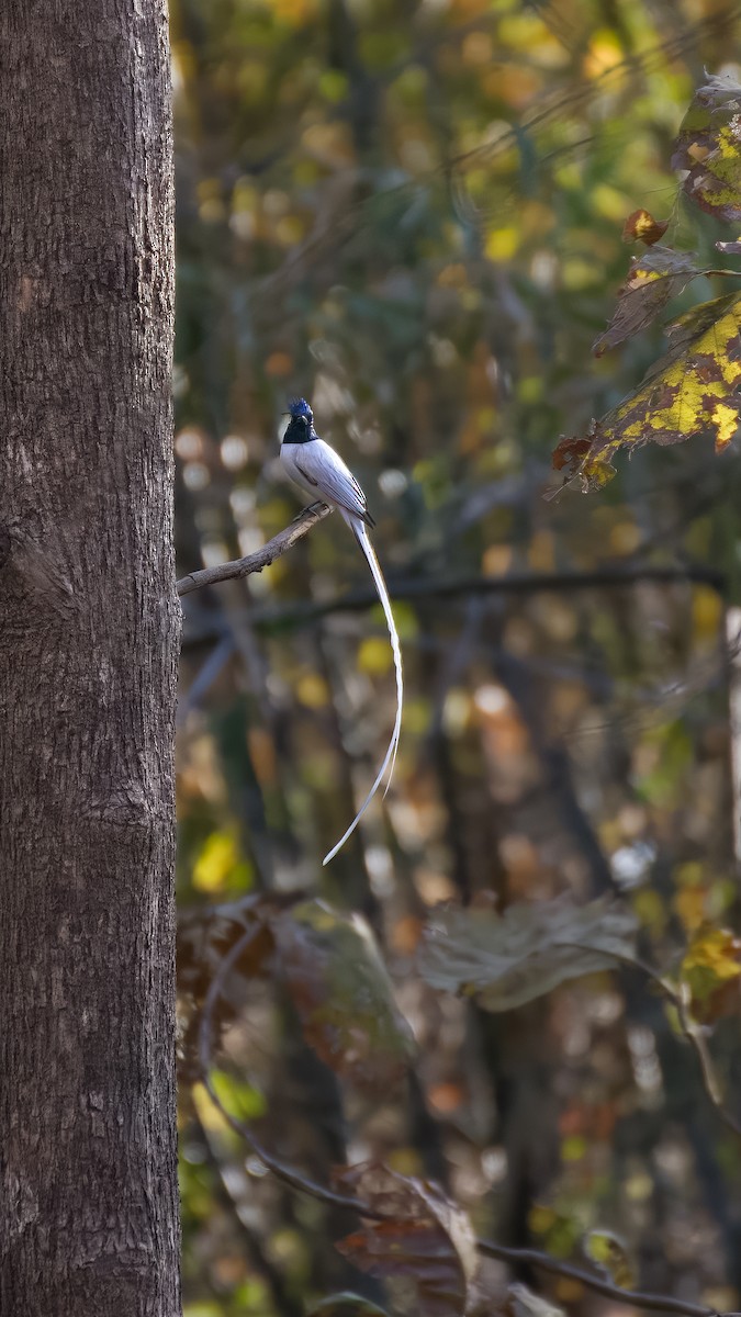 Indian Paradise-Flycatcher - ML631677901