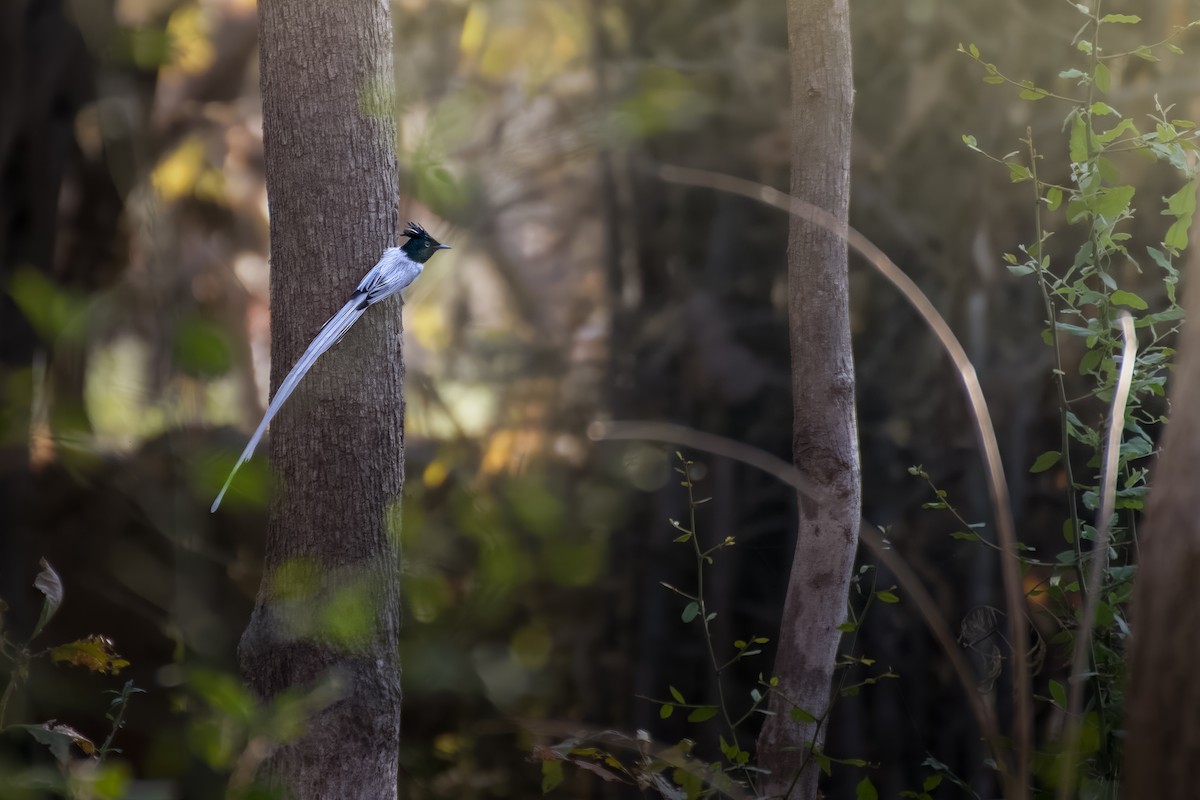 Indian Paradise-Flycatcher - ML631677902