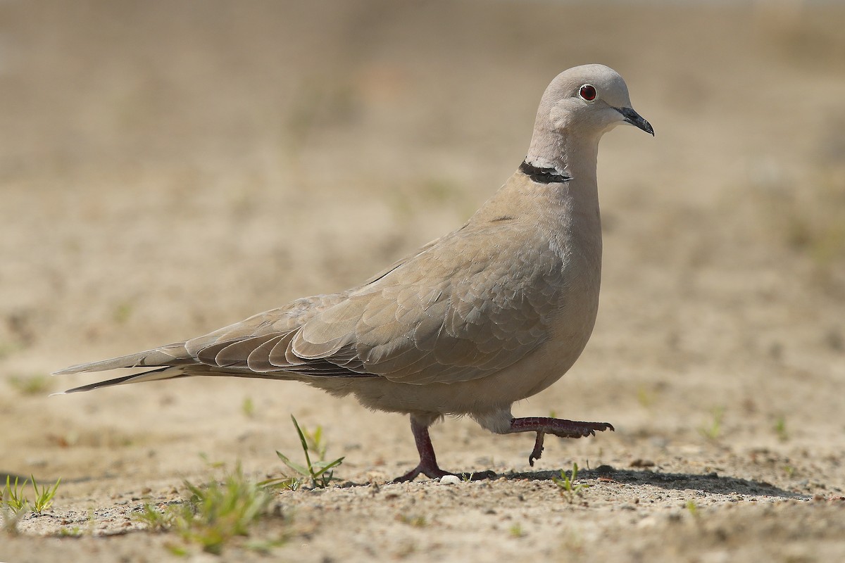 Eurasian Collared-Dove - Weronika Pióro