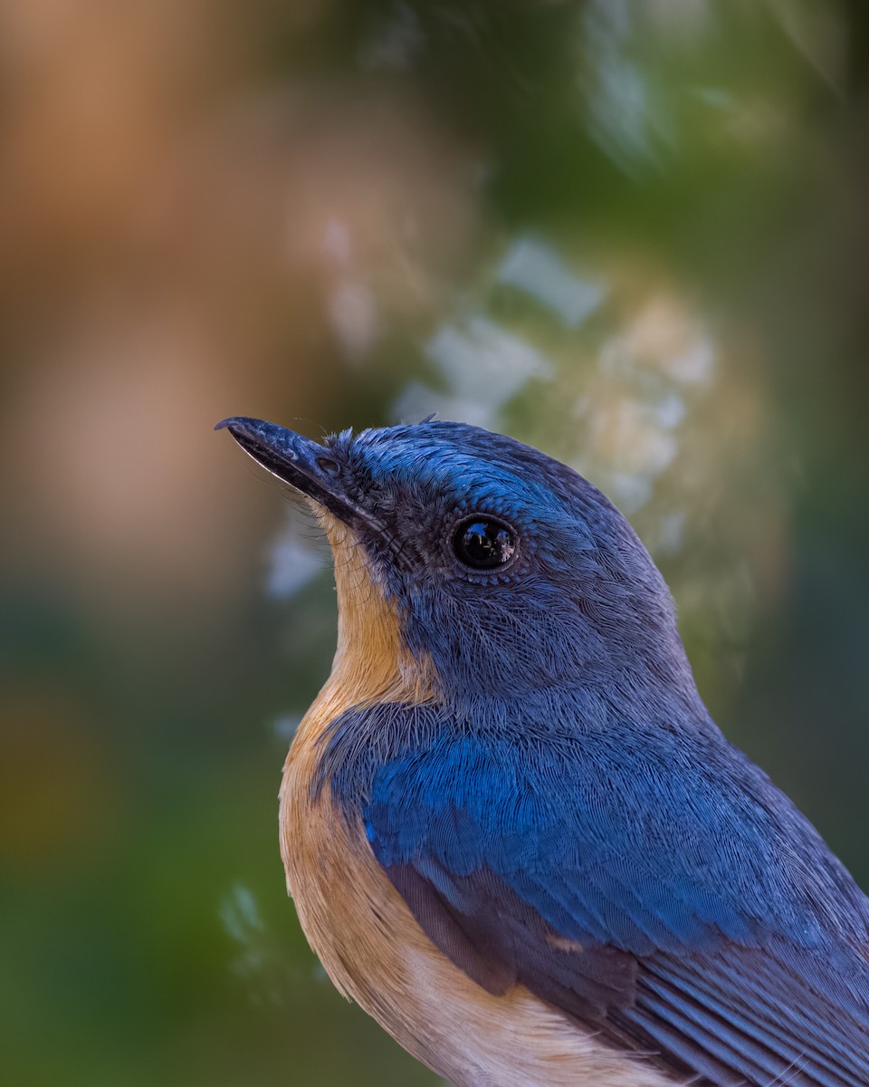 Tickell's Blue Flycatcher - ML631677933